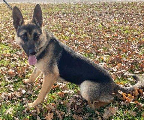 Enlarge Lilo, an adoptable mixed breed in Colusa, CA image 3/6