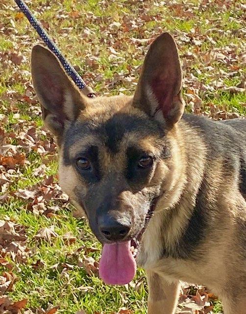 Enlarge Lilo, an adoptable mixed breed in Colusa, CA image 2/6