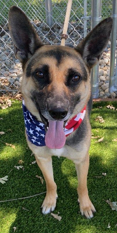 Lilo, adoptable, Adult Male German Shepherd Dog.