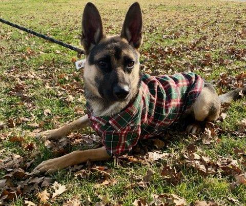 Enlarge Lilo, an adoptable mixed breed in Colusa, CA image 6/6