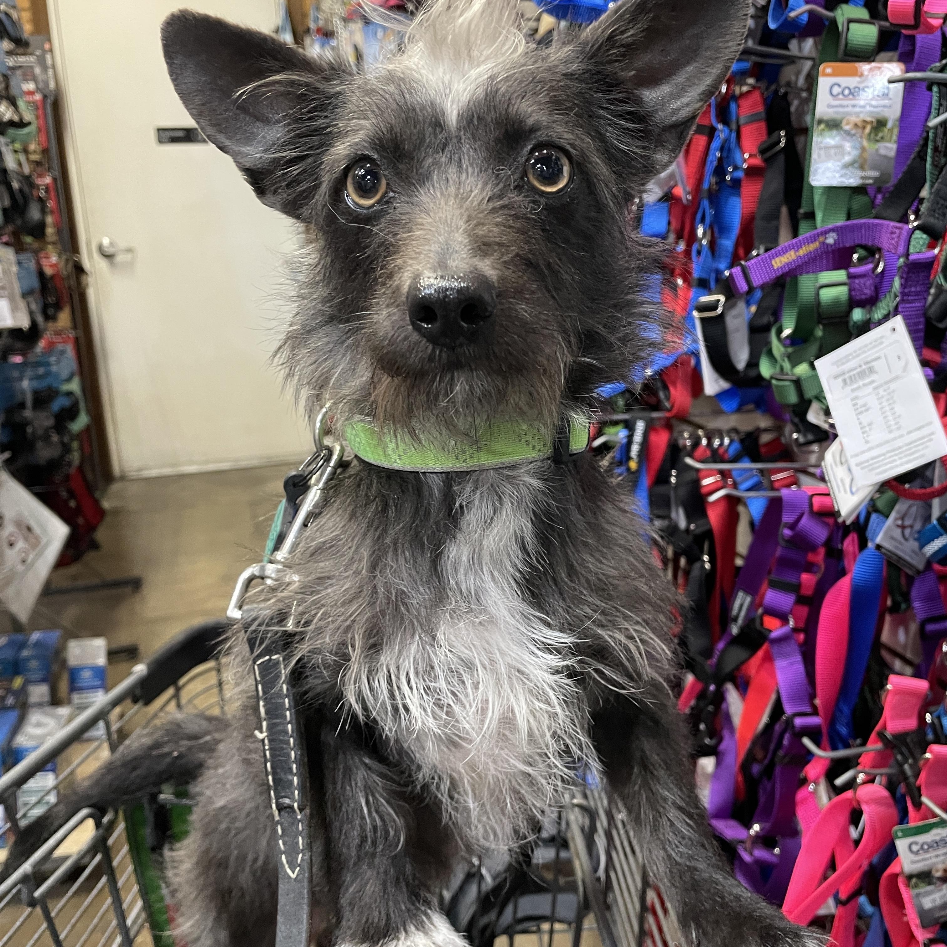 Lulu, Adoptable, Young Female Miniature Schnauzer & Scottish Terrier.