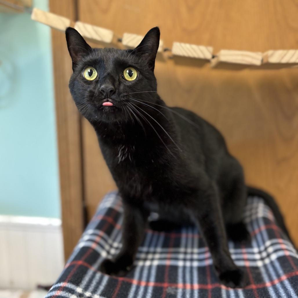 Wakko--In Foster, a Adoptable Domestic Short Hair in Fargo, ND image 1/6