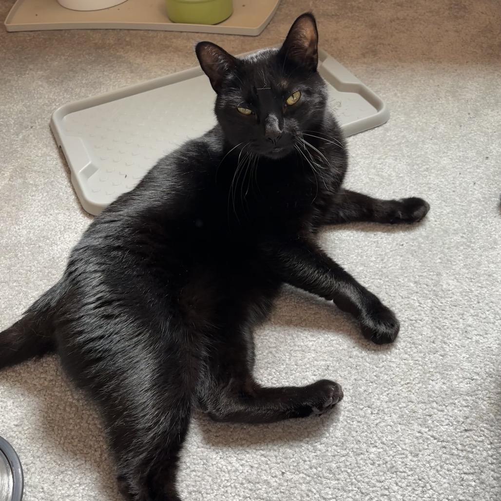 Wakko--In Foster, a Adoptable Domestic Short Hair in Fargo, ND image 2/6