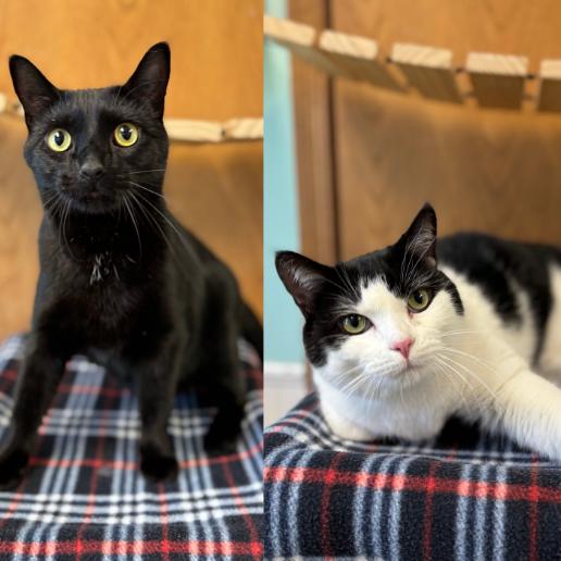 Wakko--In Foster, a Adoptable Domestic Short Hair in Fargo, ND image 3/6