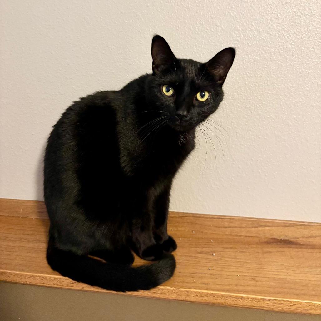 Wakko--In Foster, a Adoptable Domestic Short Hair in Fargo, ND image 5/6
