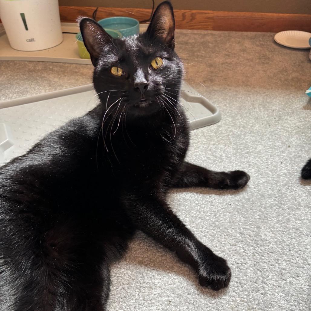 Wakko--In Foster, a Adoptable Domestic Short Hair in Fargo, ND image 6/6