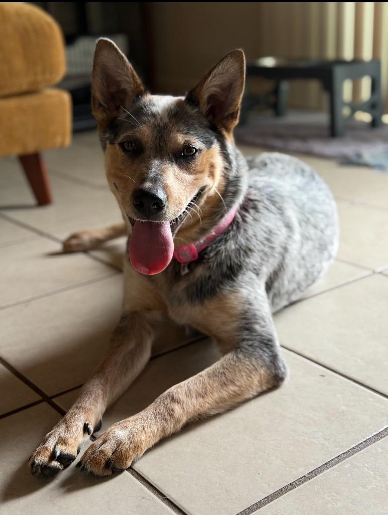 Sully, Adoptable, Young Female Australian Cattle Dog / Blue Heeler.