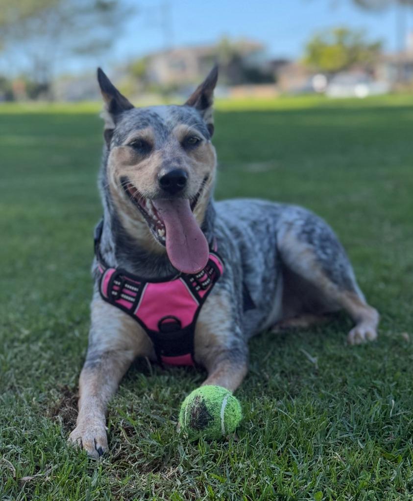 Enlarge Sully, a Adoptable Australian Cattle Dog / Blue Heeler in El Cajon, CA image 2/2