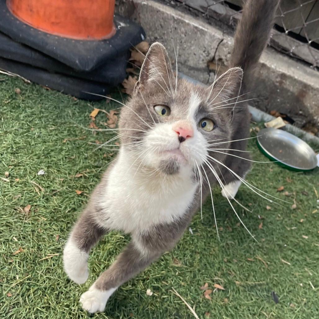Sporky , ADOPTABLE, Adult Female Domestic Short Hair.