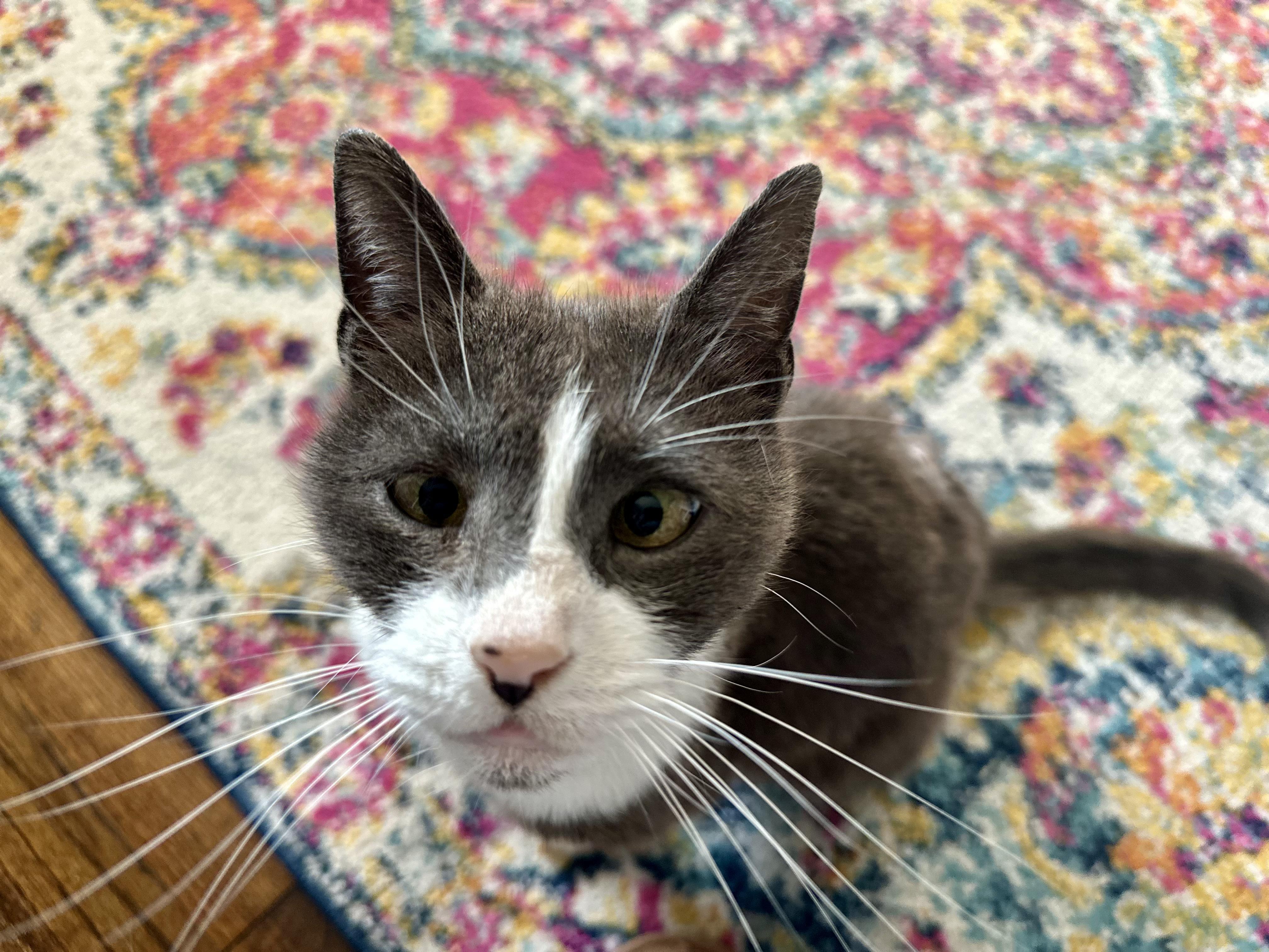 Enlarge Sporky , a ADOPTABLE Domestic Short Hair in Medford, NJ image 2/5