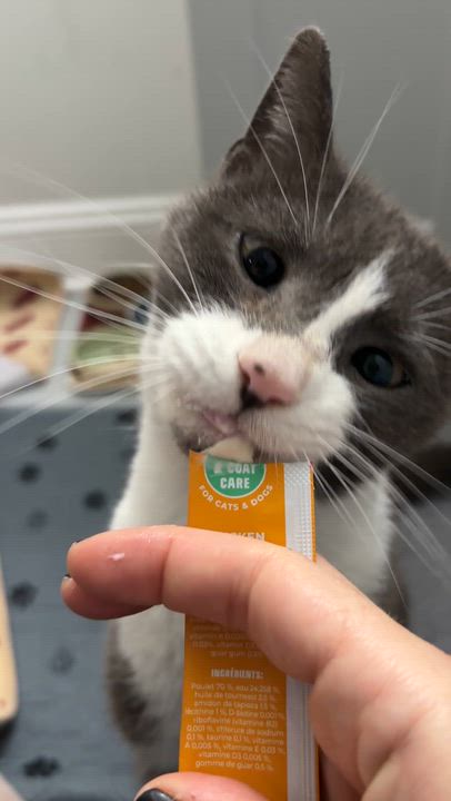 Enlarge Sporky , a ADOPTABLE Domestic Short Hair in Medford, NJ video 4/5