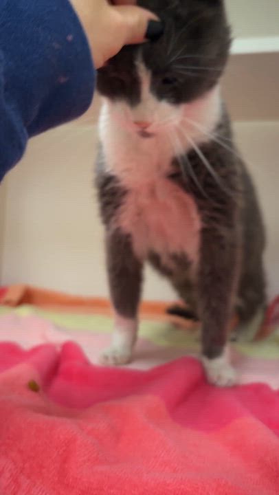 Enlarge Sporky , a ADOPTABLE Domestic Short Hair in Medford, NJ video 5/5
