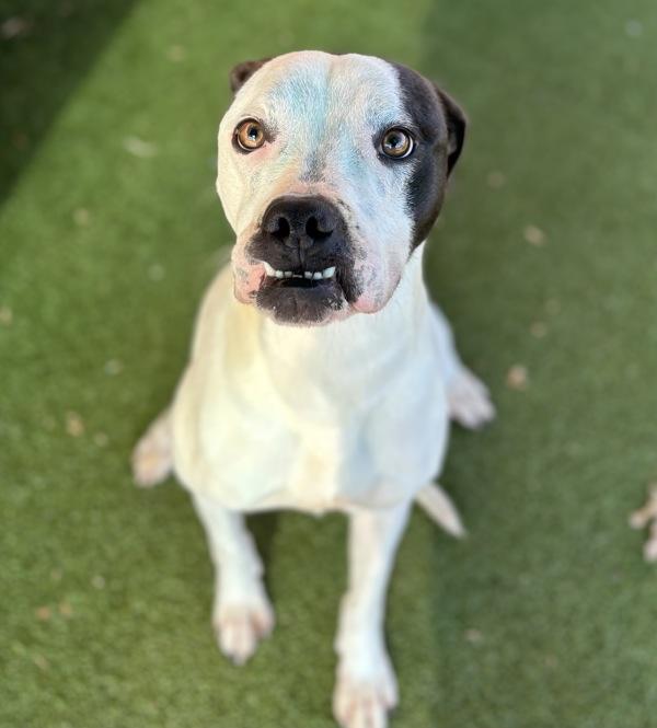 Nova, Adoptable, Adult Female Boxer.