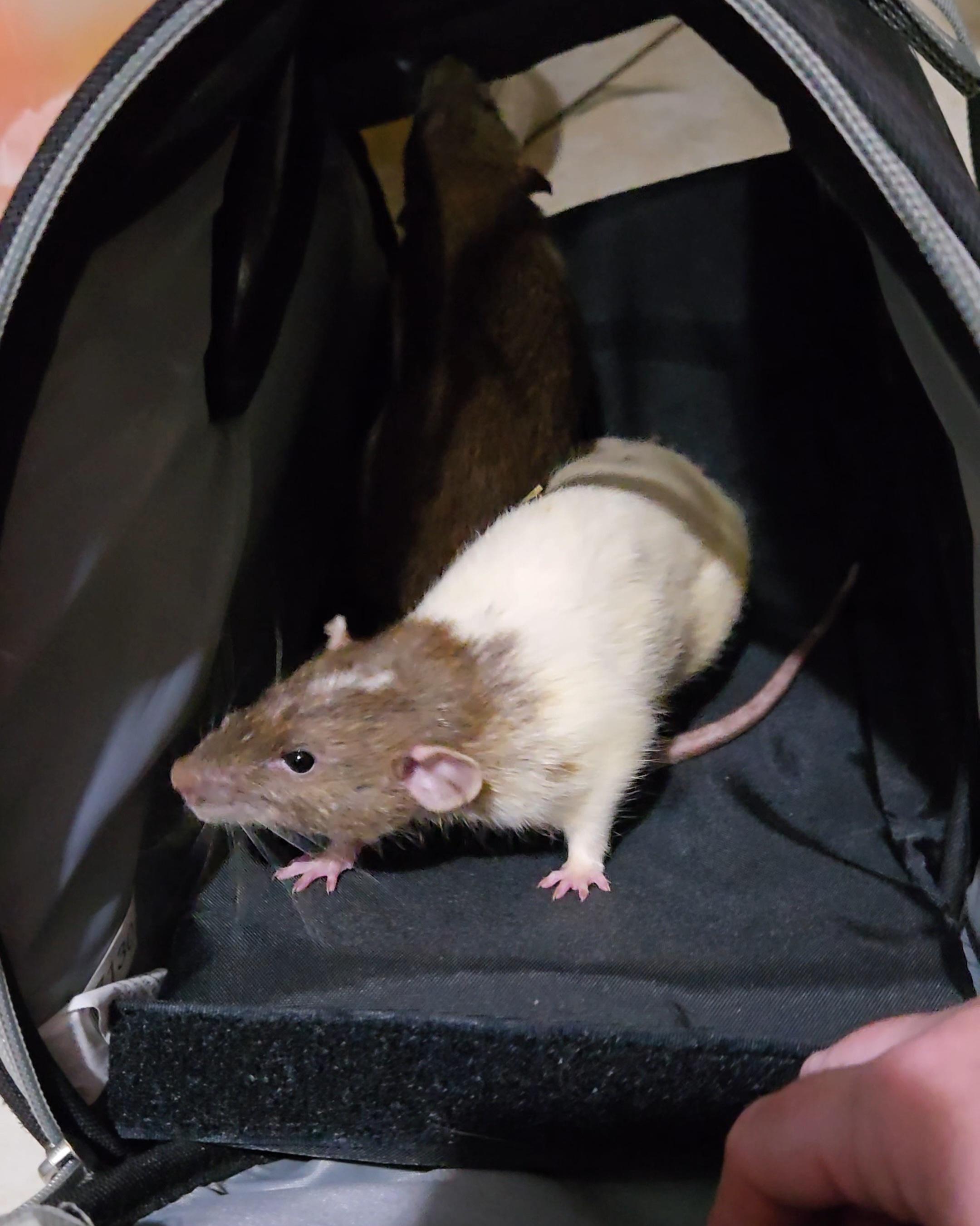 Julian & Mort, a Adoptable Rat in St. Cloud, FL image 4/5