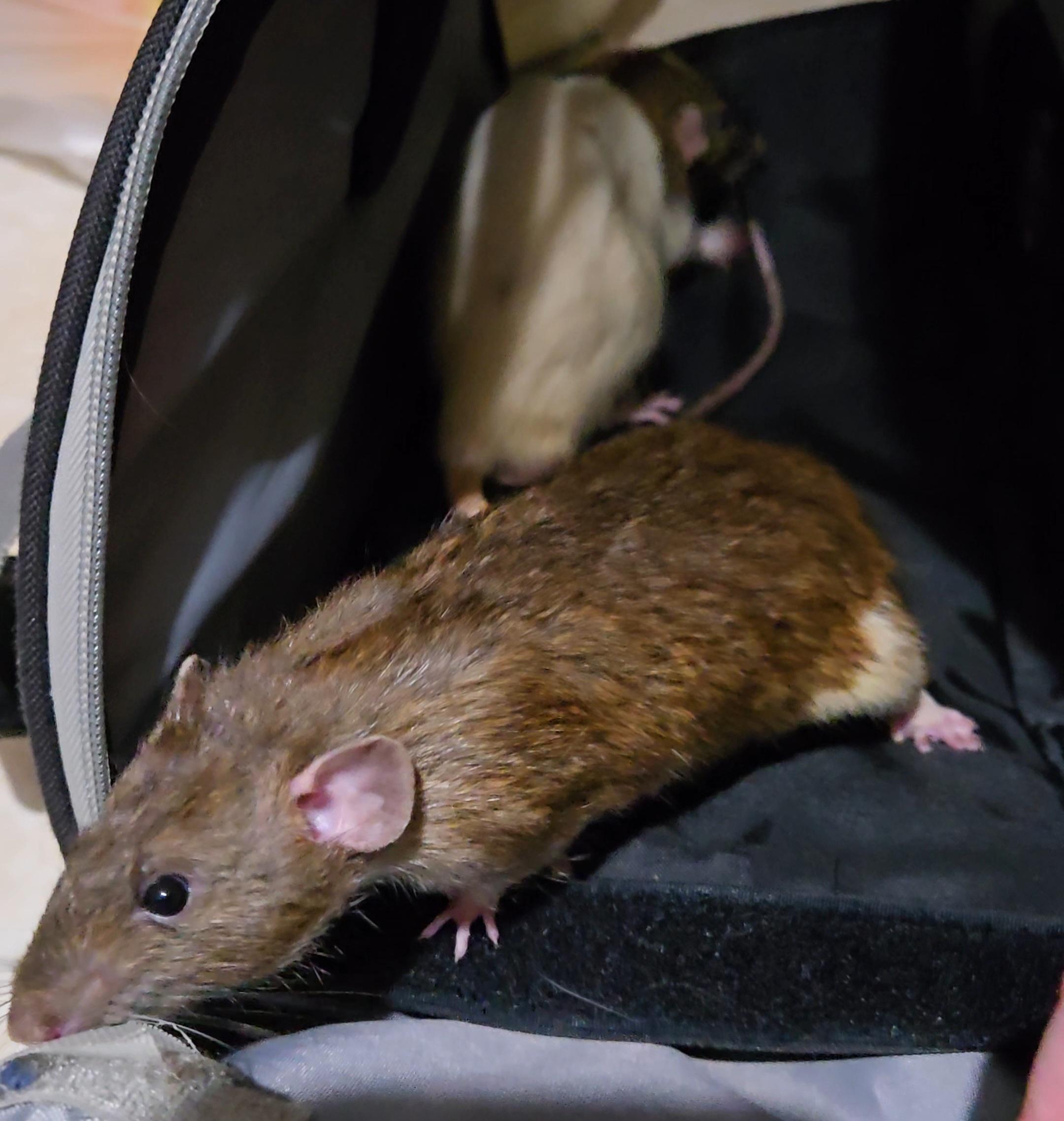 Julian & Mort, a Adoptable Rat in St. Cloud, FL image 3/5