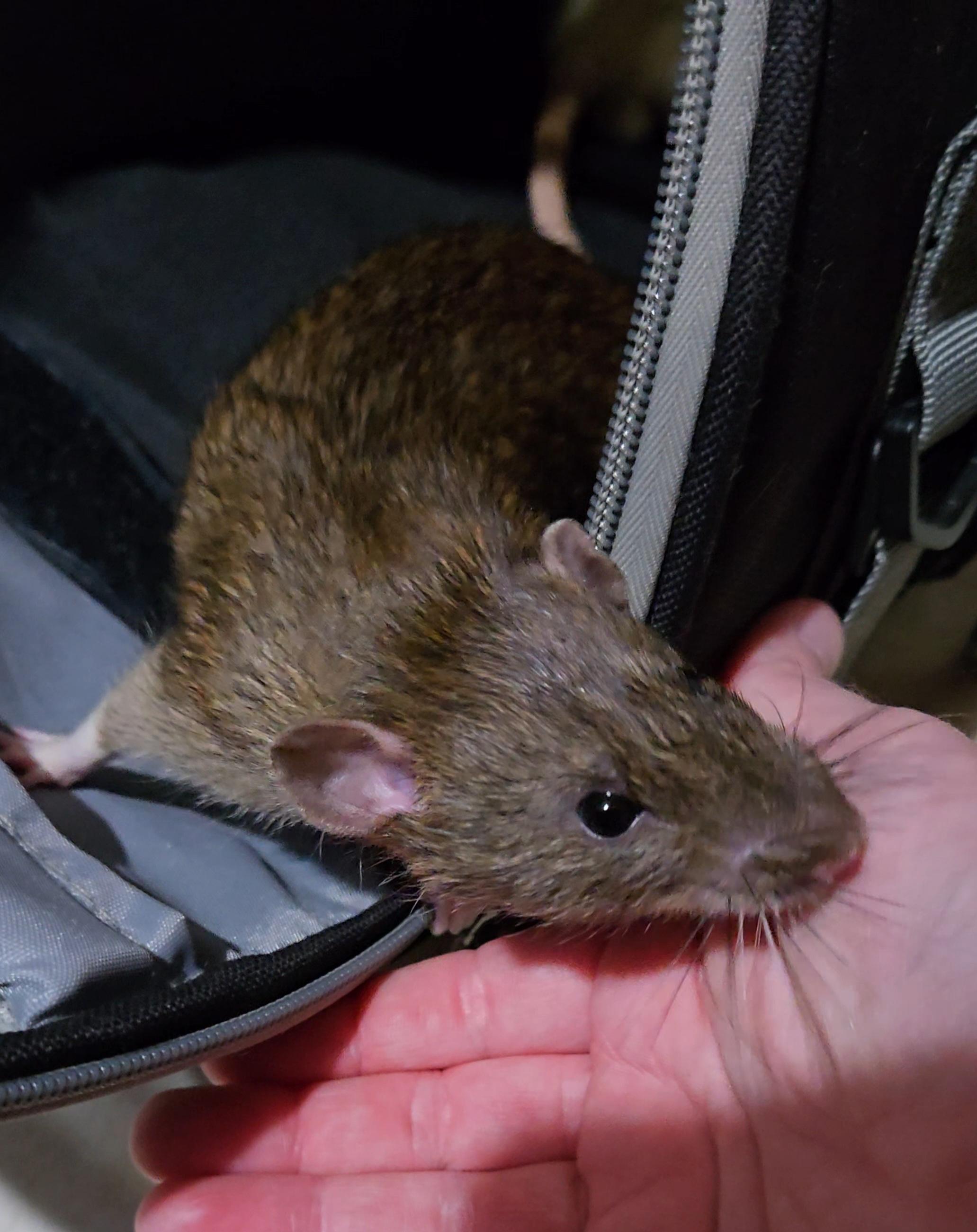 Julian & Mort, a Adoptable Rat in St. Cloud, FL image 1/5