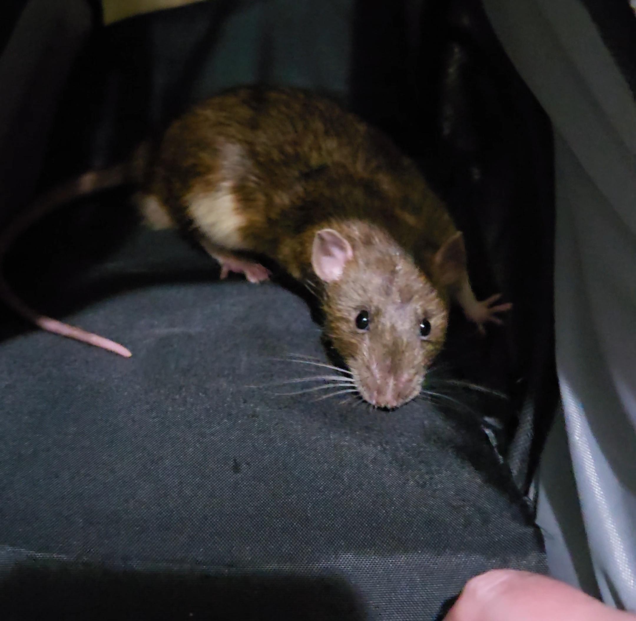 Julian & Mort, a Adoptable Rat in St. Cloud, FL image 2/5