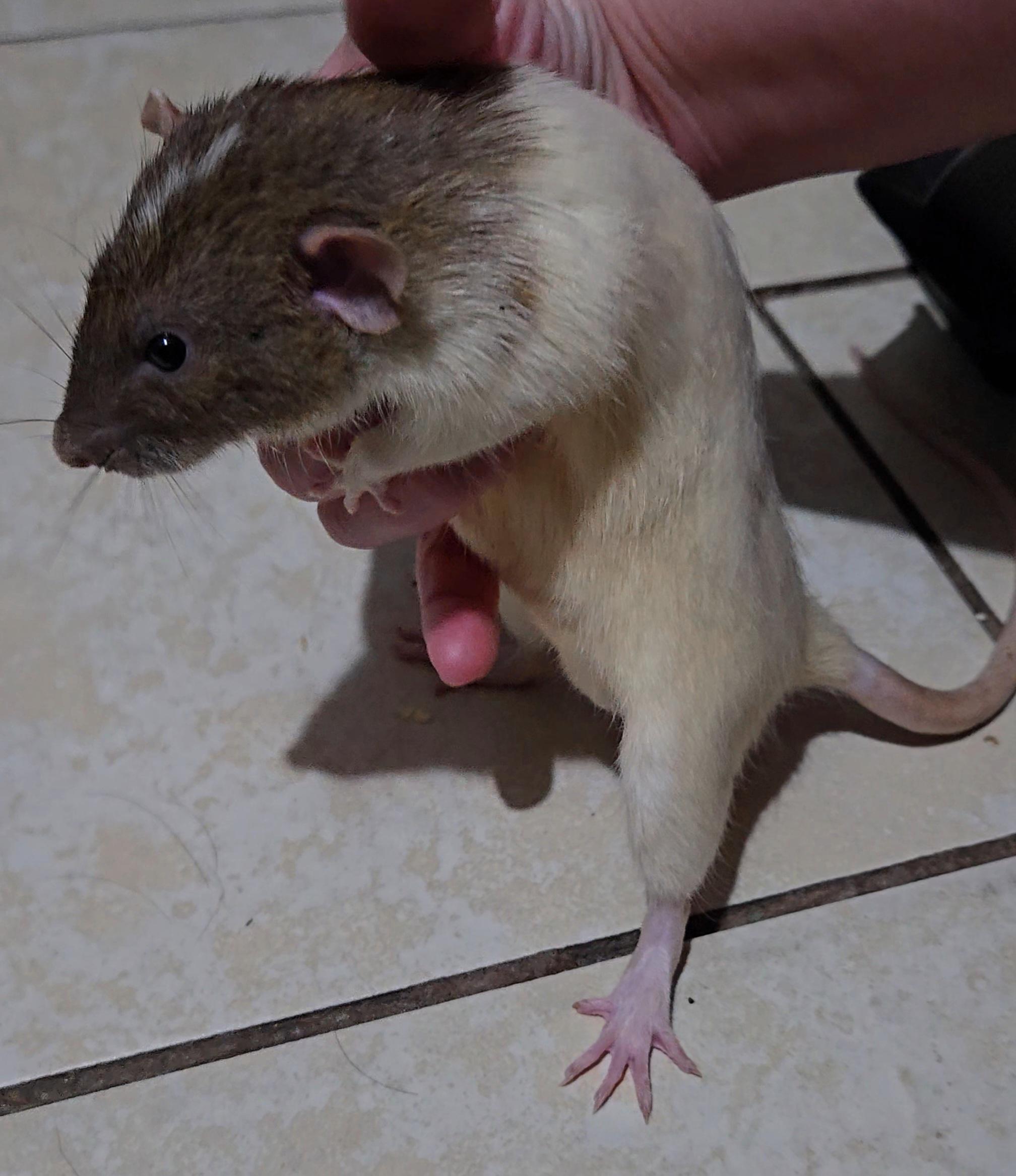 Julian & Mort, a Adoptable Rat in St. Cloud, FL image 5/5