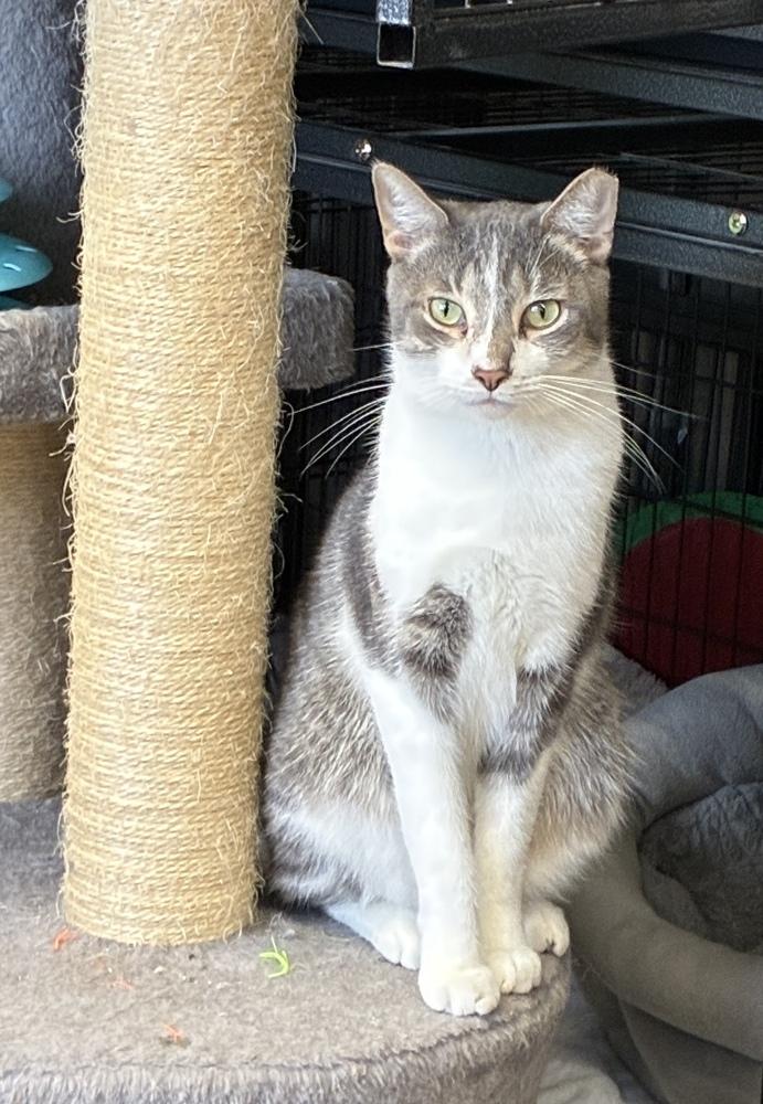 Stunning Sterling, Adoptable, Young Male Domestic Short Hair & Tabby.