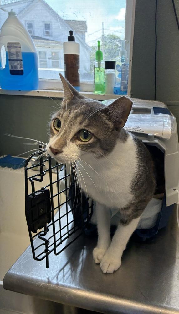 Stunning Sterling, a Adoptable mixed breed in Randolph, MA image 3/5