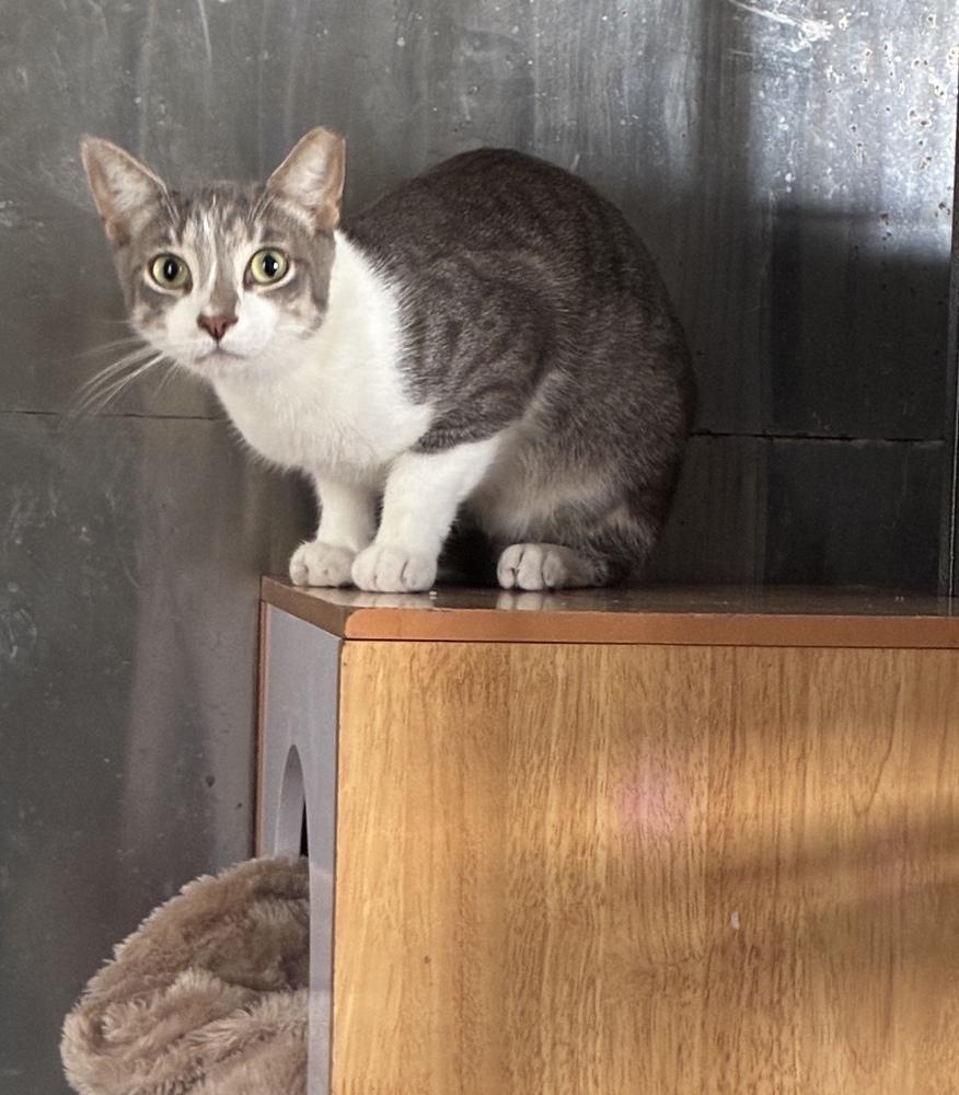 Stunning Sterling, Adoptable, Young Male Domestic Short Hair & Tabby.