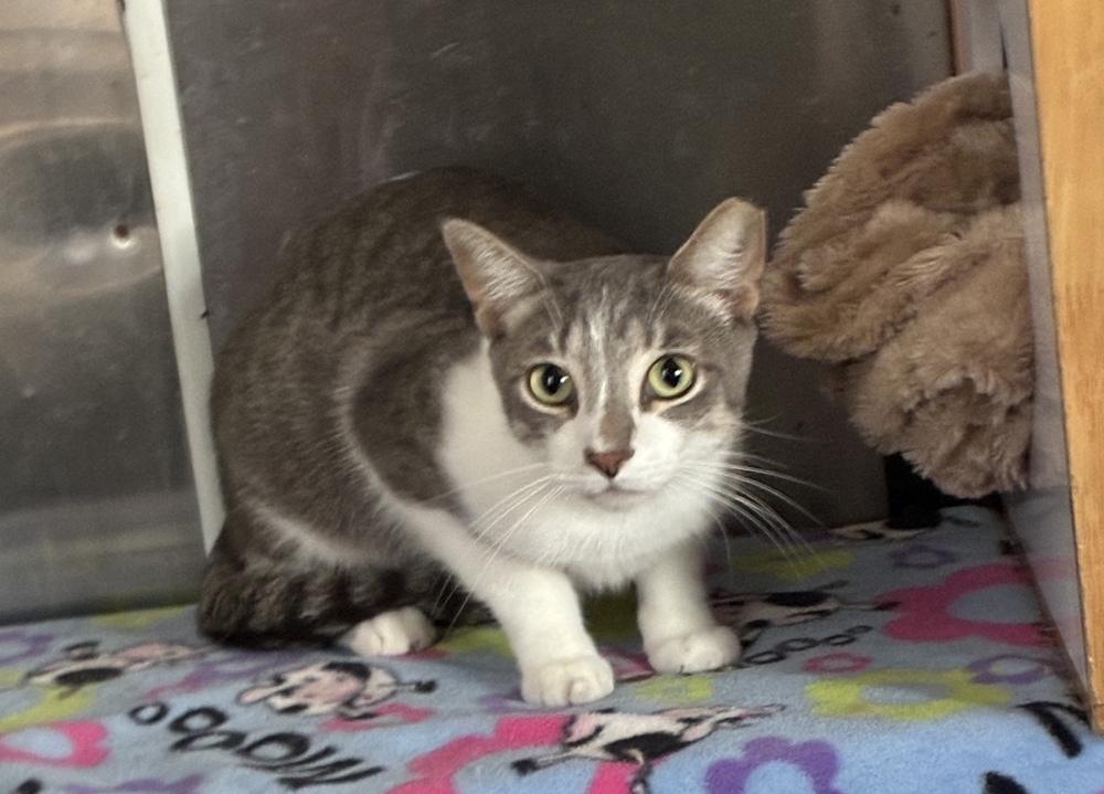 Stunning Sterling, a Adoptable mixed breed in Randolph, MA image 5/5