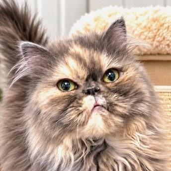 COSETTE - VICTORIAN LADY, Adoptable, Adult Female Persian.