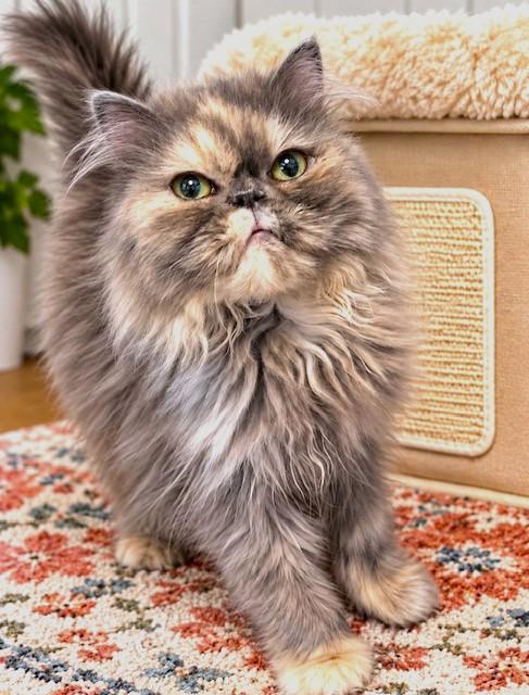 COSETTE - VICTORIAN LADY, a Adoptable Persian in Danbury, CT image 2/2