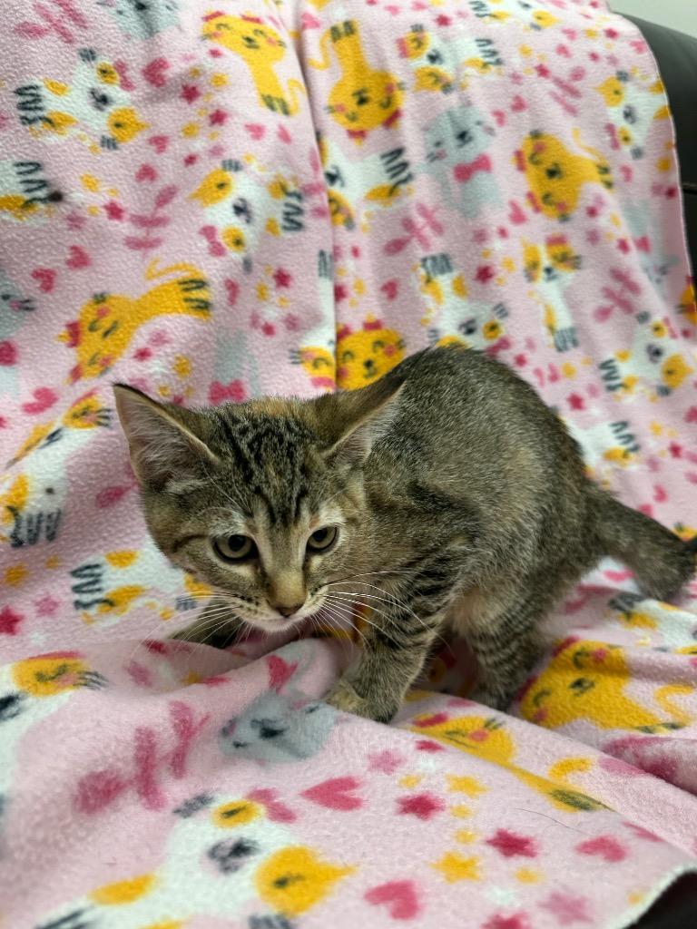 Elmer Fuddrika, a Adoptable mixed breed in Newberg, OR image 2/2