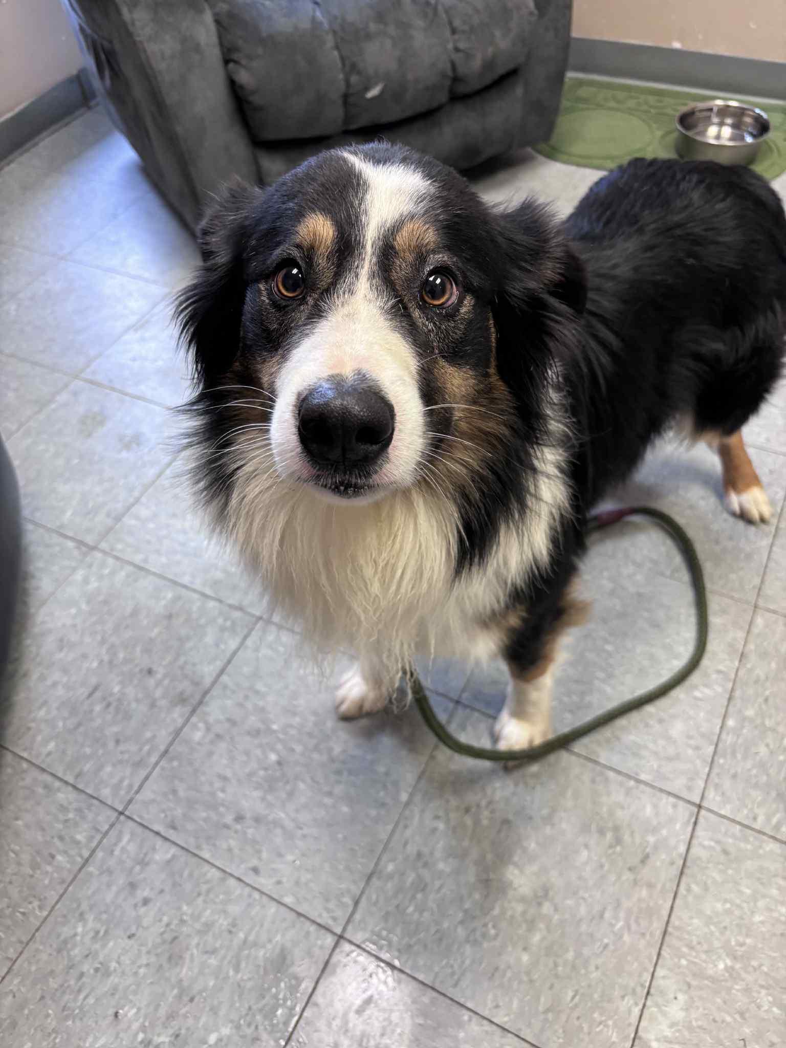 Enlarge Mac Oliver , a ADOPTABLE Australian Shepherd in Chardon, OH image 1/2