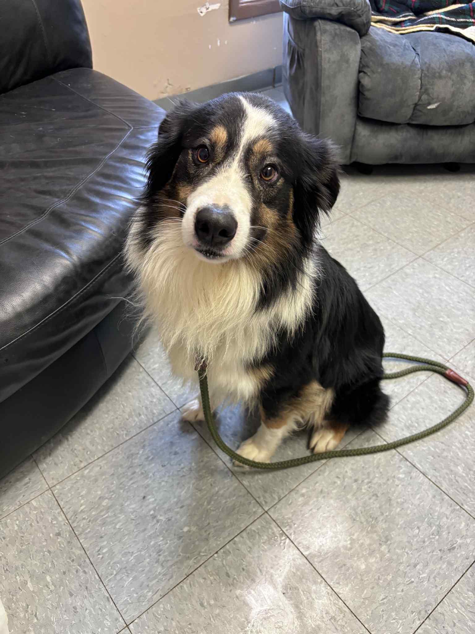 Enlarge Mac Oliver , a ADOPTABLE Australian Shepherd in Chardon, OH image 2/2