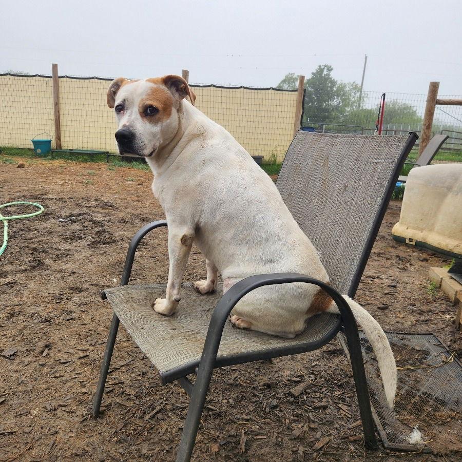 Jasmine, Adoptable, Adult Female Terrier & Pit Bull Terrier.