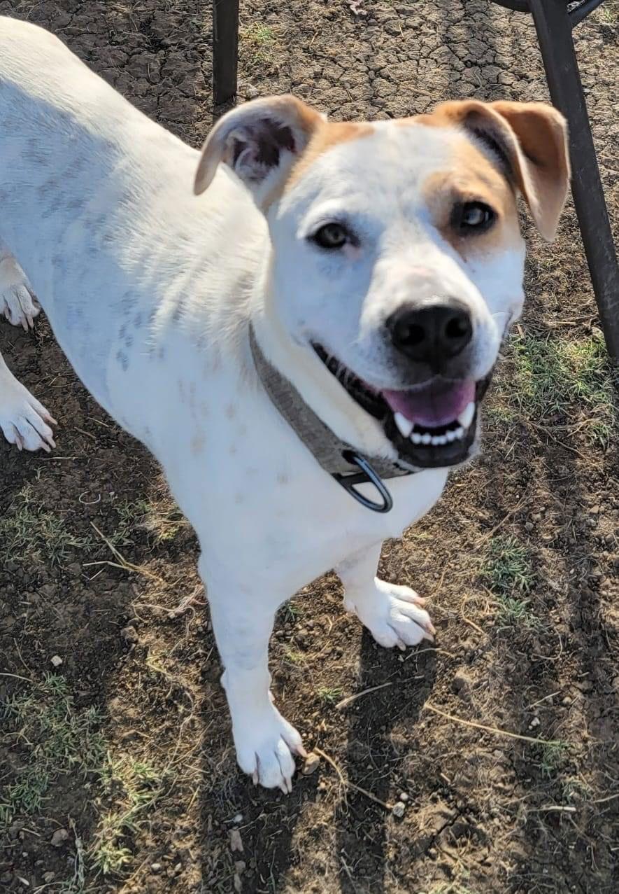 Enlarge Jasmine, a Adoptable mixed breed in Dallas, TX image 2/3