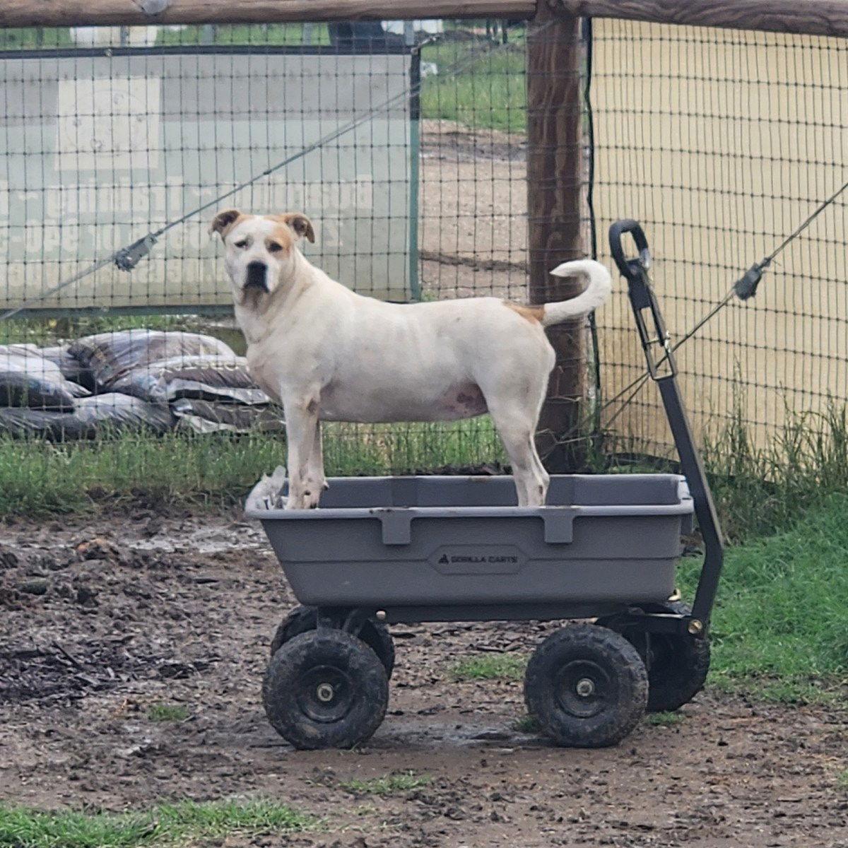 Enlarge Jasmine, a Adoptable mixed breed in Dallas, TX image 3/3