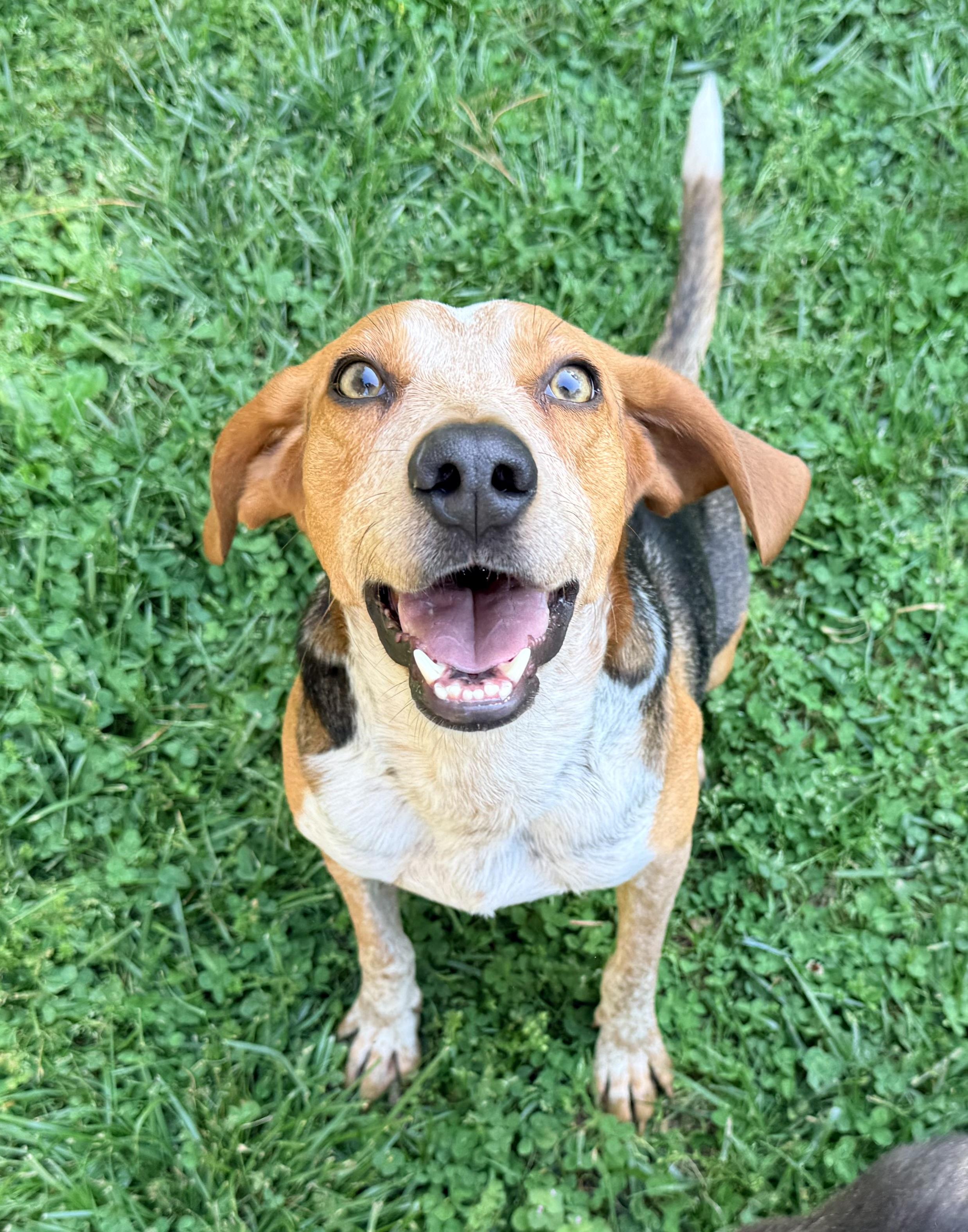 Enlarge Skipper, a Adoptable Hound in Catlett, VA image 5/6