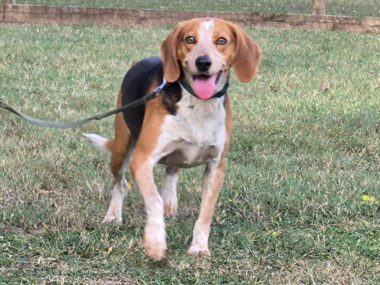 Skipper, a Adoptable Hound in Catlett, VA image 1/3