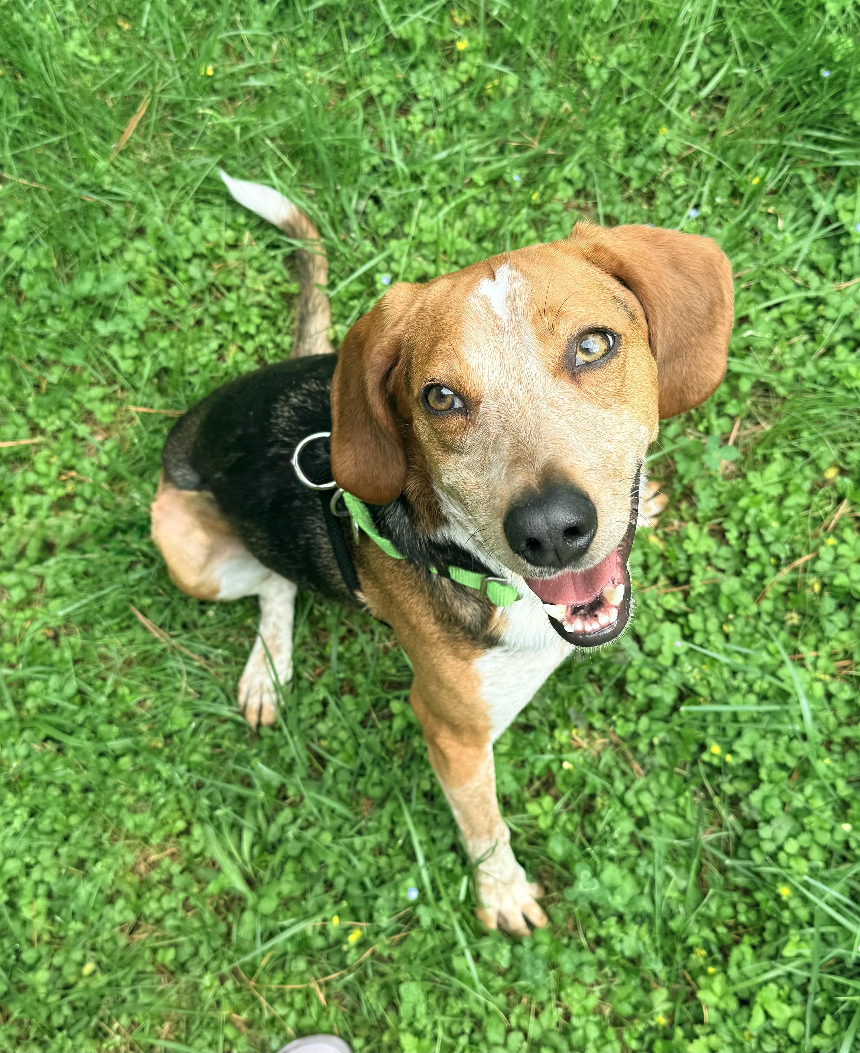Enlarge Skipper, a Adoptable Hound in Catlett, VA image 4/6
