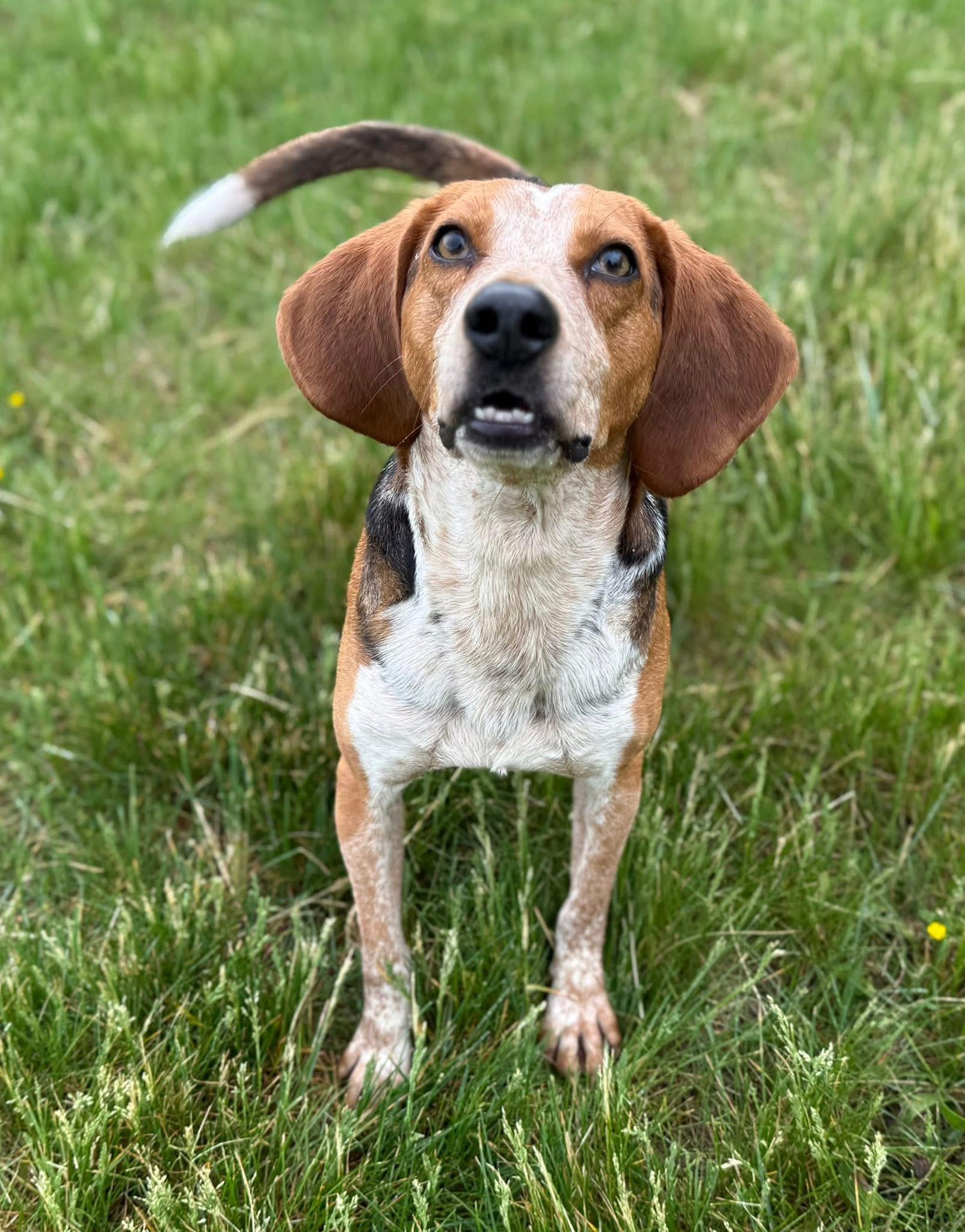Enlarge Skipper, a Adoptable Hound in Catlett, VA image 3/6