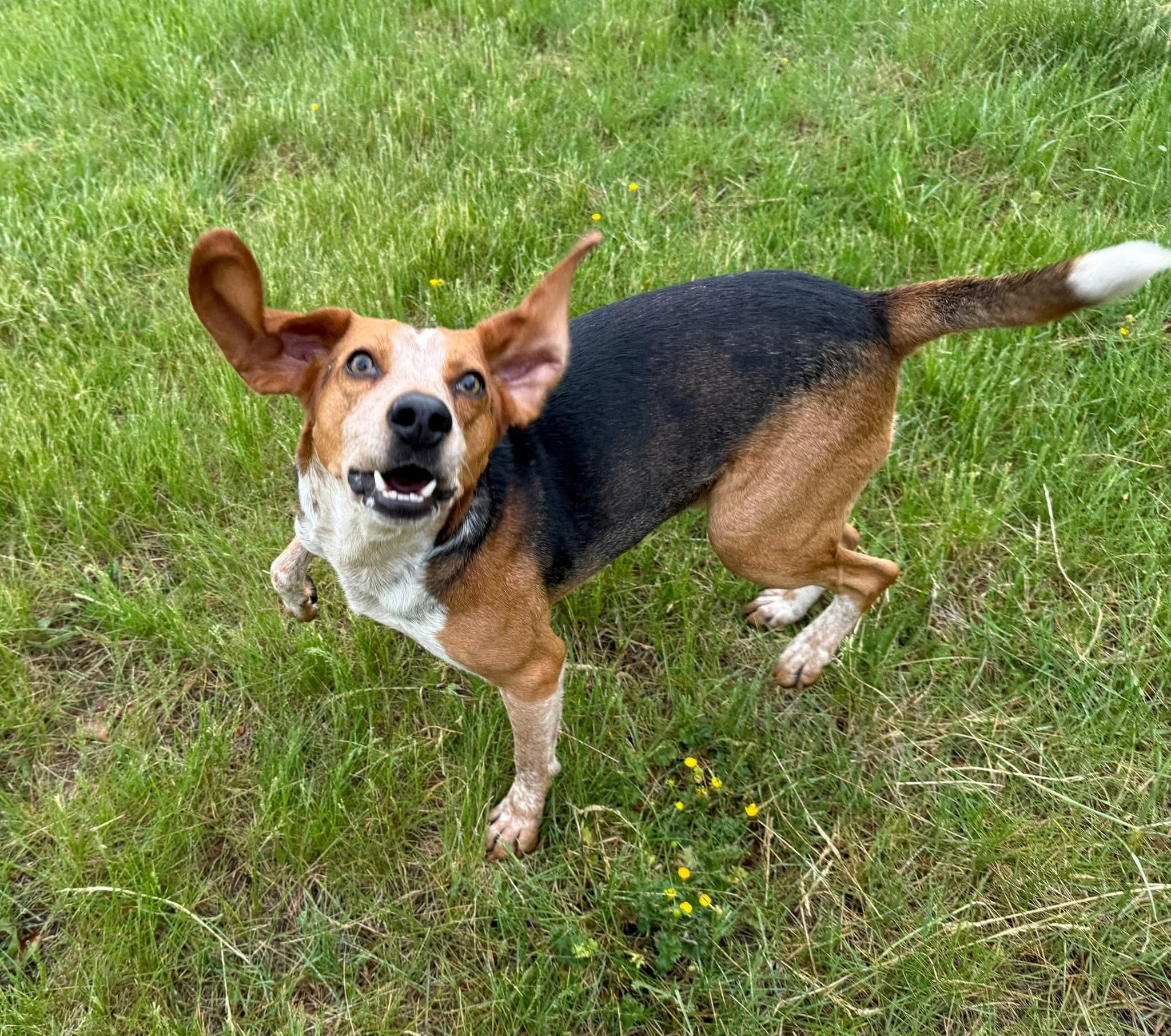 Enlarge Skipper, a Adoptable Hound in Catlett, VA image 2/6