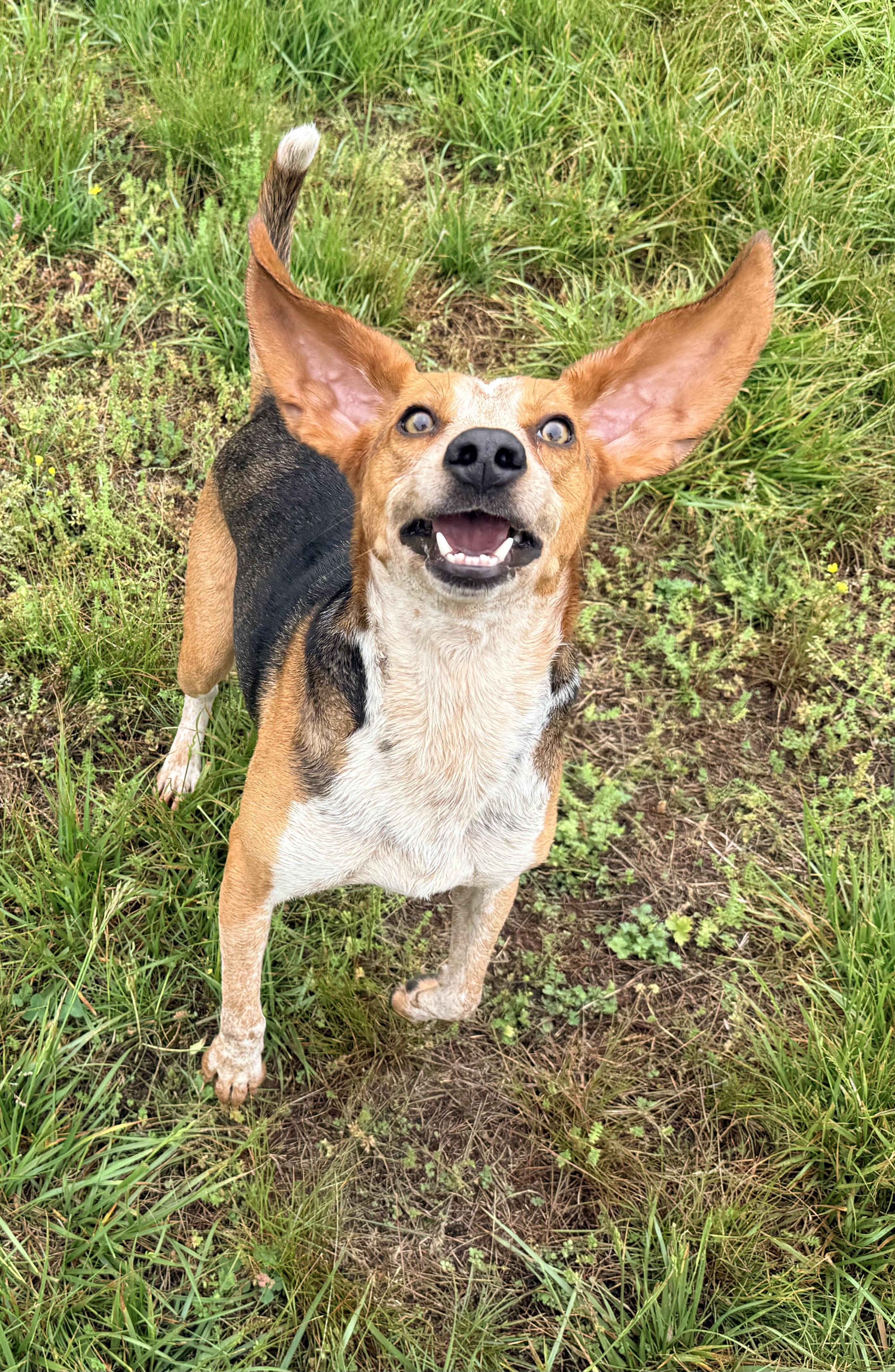 Enlarge Skipper, a Adoptable Hound in Catlett, VA image 6/6