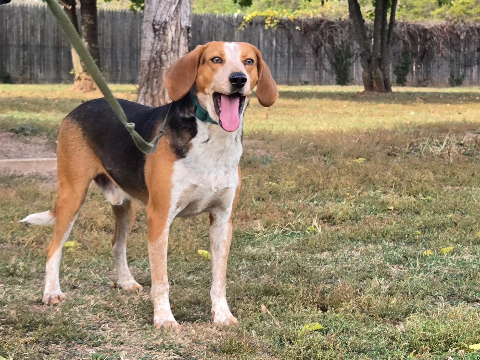 Skipper, a Adoptable Hound in Catlett, VA image 2/3