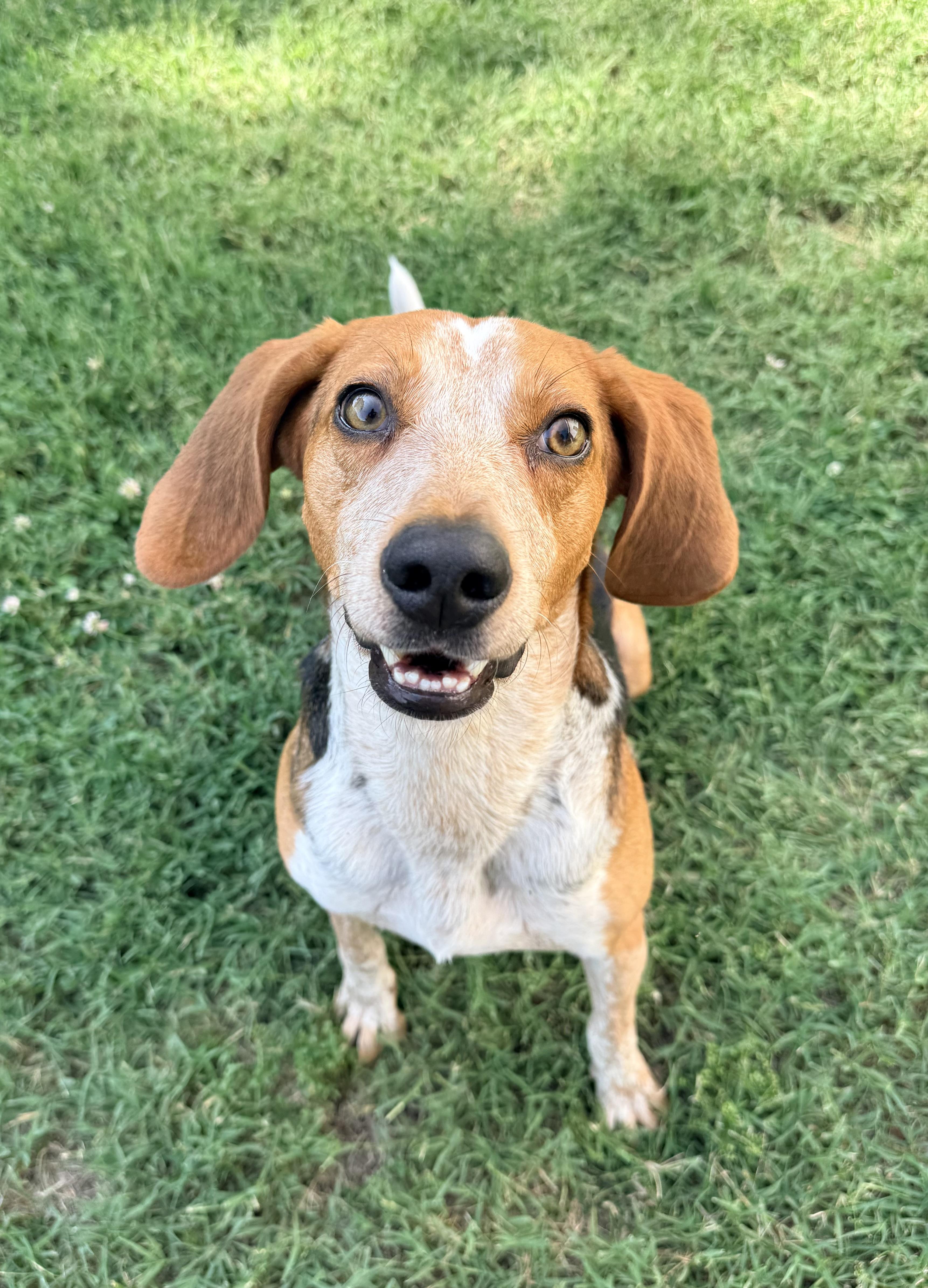 Enlarge Skipper, a Adoptable Hound in Catlett, VA image 1/6
