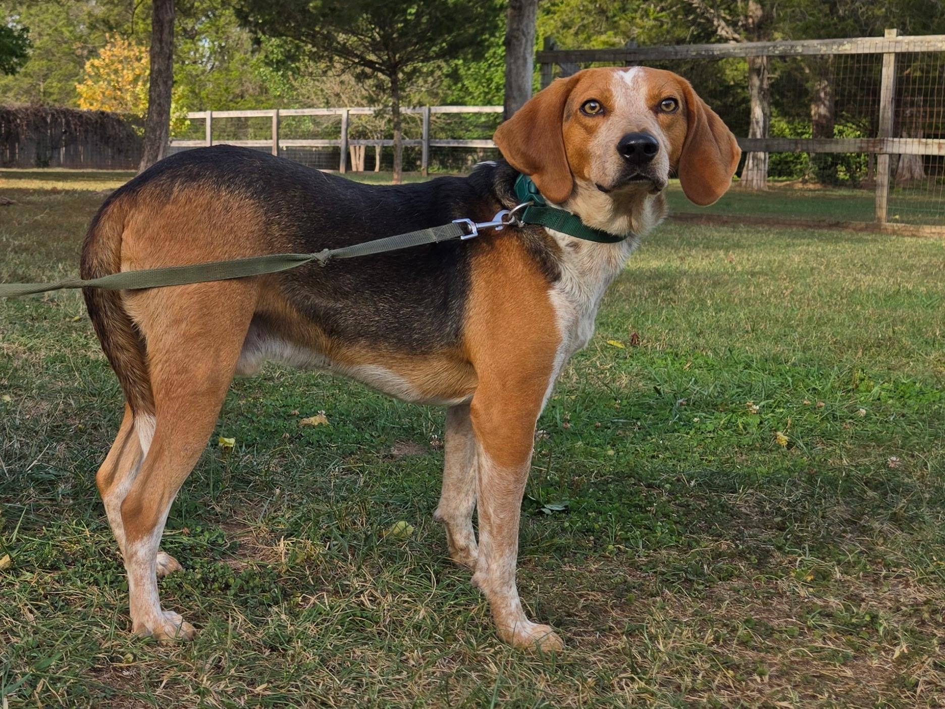 Skipper, a Adoptable Hound in Catlett, VA image 3/3