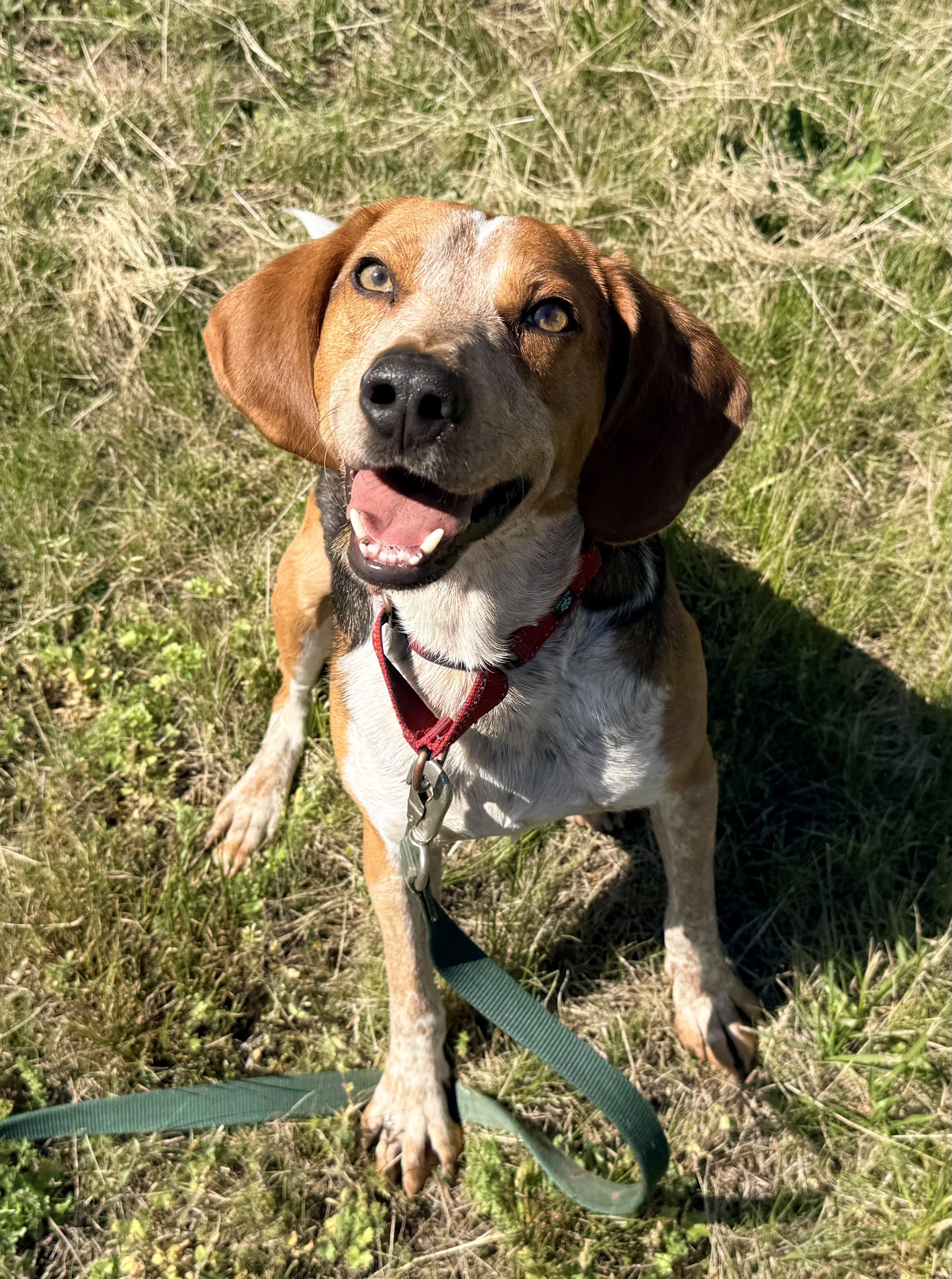 Enlarge Skipper, a Adoptable Hound in Catlett, VA image 1/6