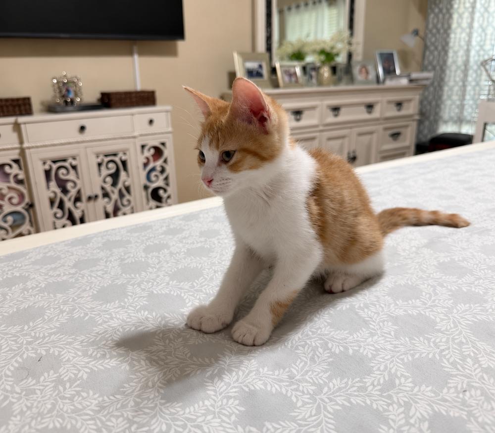 Patrick, Adoptable, Kitten Male Domestic Short Hair.