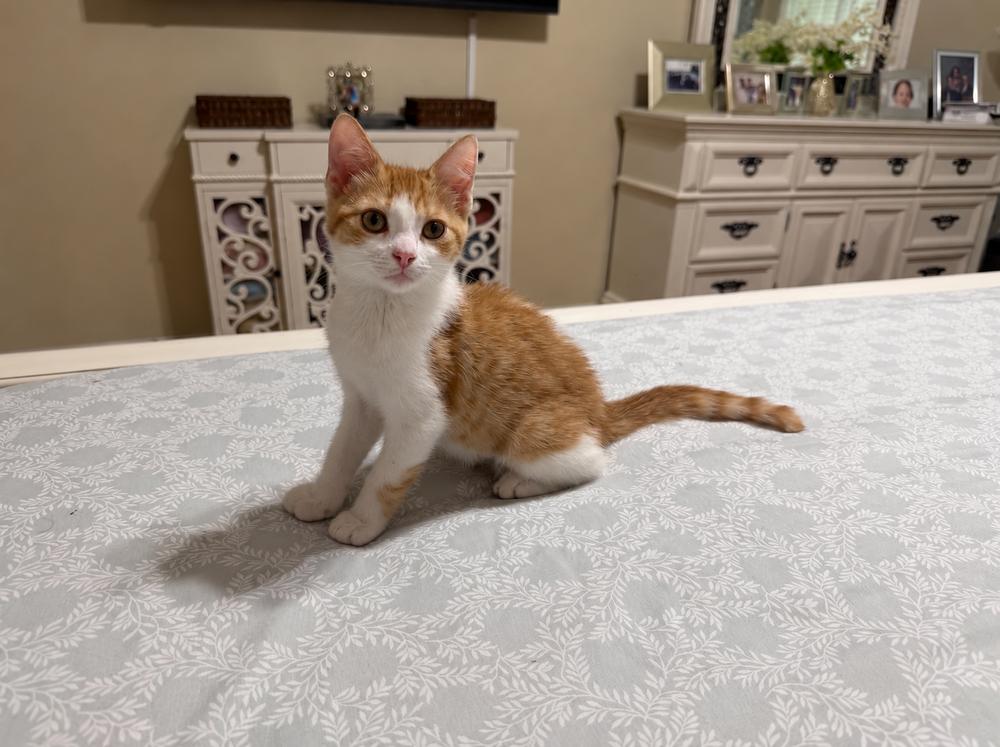 Enlarge Patrick, a Adoptable Domestic Short Hair in DELTONA, FL image 2/4