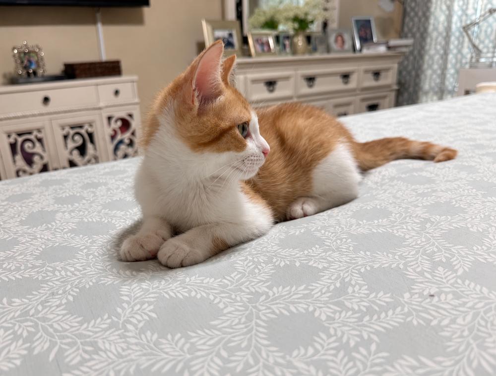 Enlarge Patrick, a Adoptable Domestic Short Hair in DELTONA, FL image 3/4