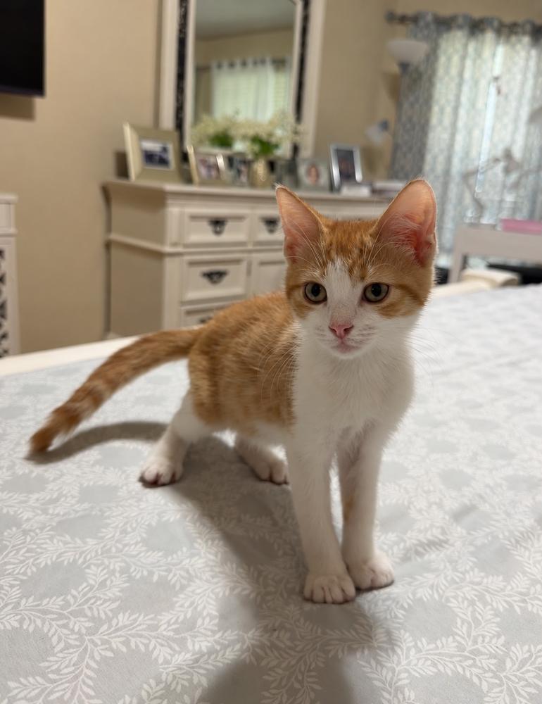 Enlarge Patrick, a Adoptable Domestic Short Hair in DELTONA, FL image 4/4