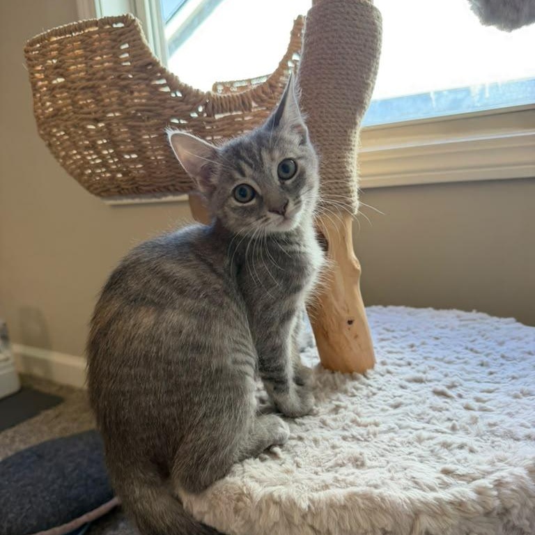 Enlarge Fruity Pebbles, a Adoptable Domestic Short Hair in Acworth, GA image 4/4
