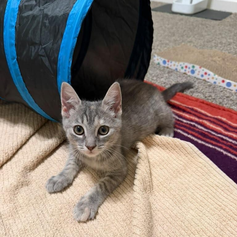 Enlarge Fruity Pebbles, a Adoptable Domestic Short Hair in Acworth, GA image 2/4